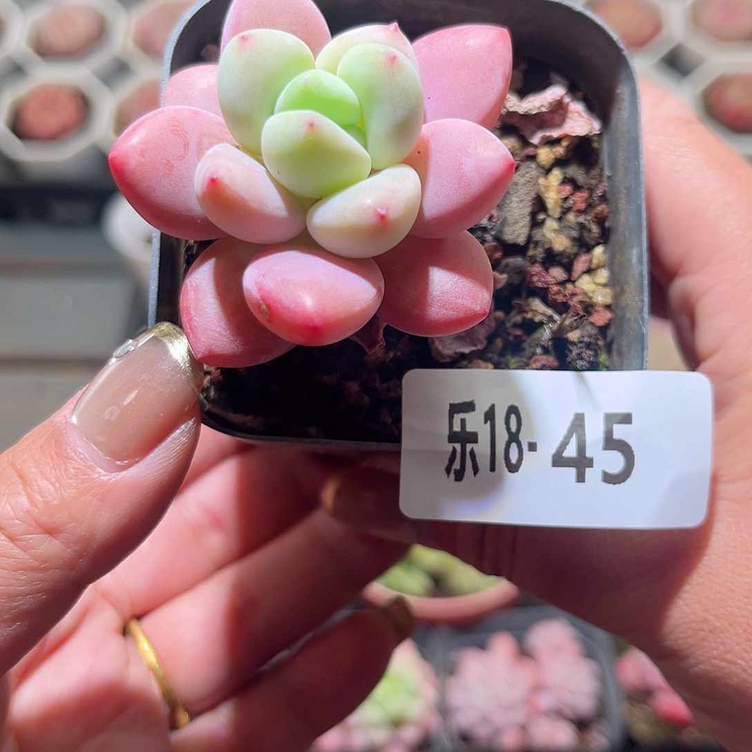 乐18-45 洛神单头