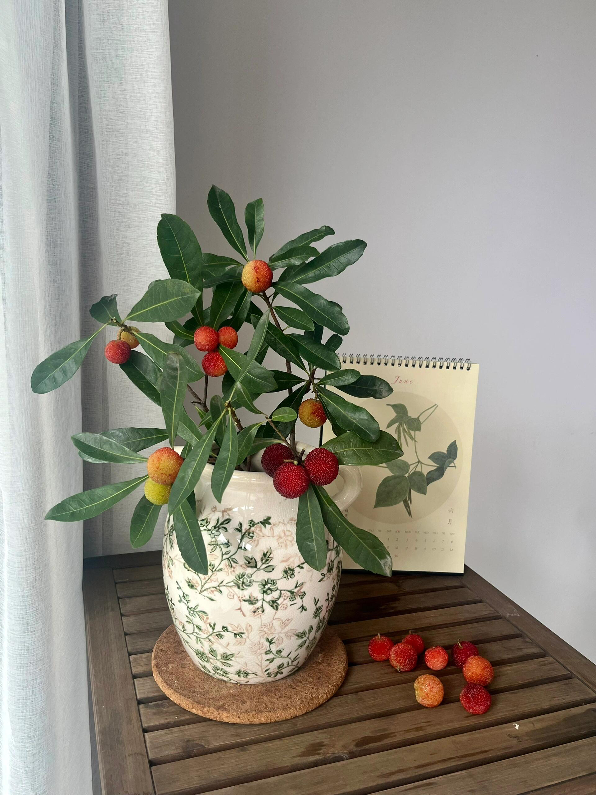 “扬眉吐气”“夏日梅烦恼”杨梅鲜枝带果插花瓶水养装饰运输掉果正常