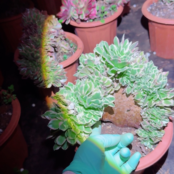 658白凤缀化多肉植物满28包邮