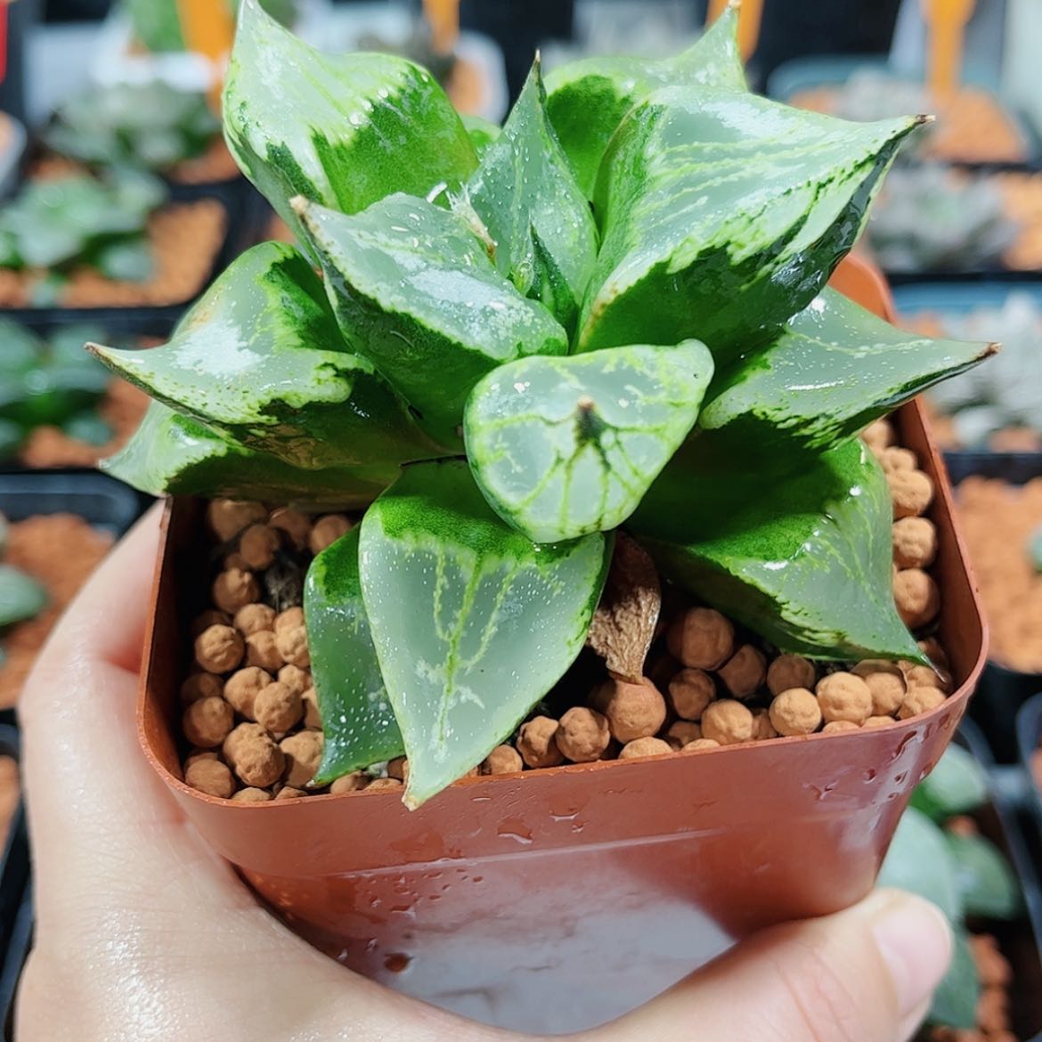 【闪购商品】裹斑若