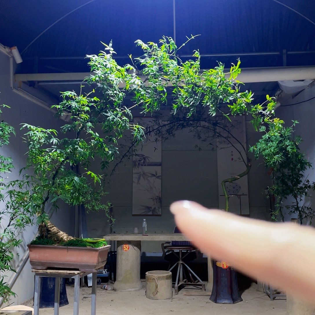 老***表无花朵小叶簕竹熟桩陶瓷盆一物一拍