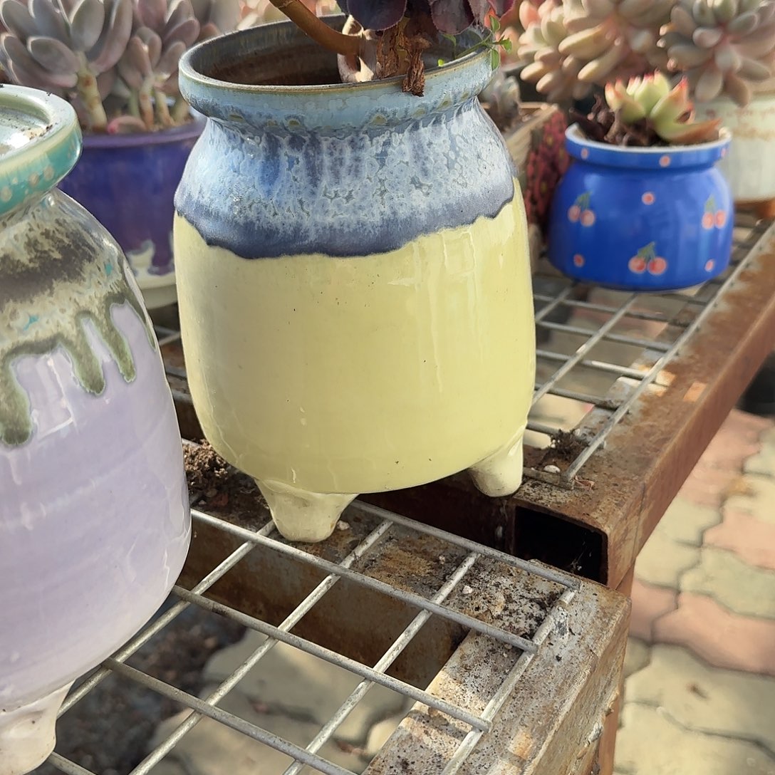 大号奶罐多肉植物