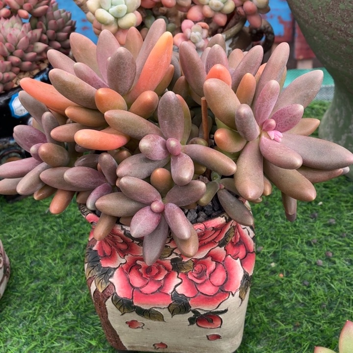 多肉植物 糖果美人-4