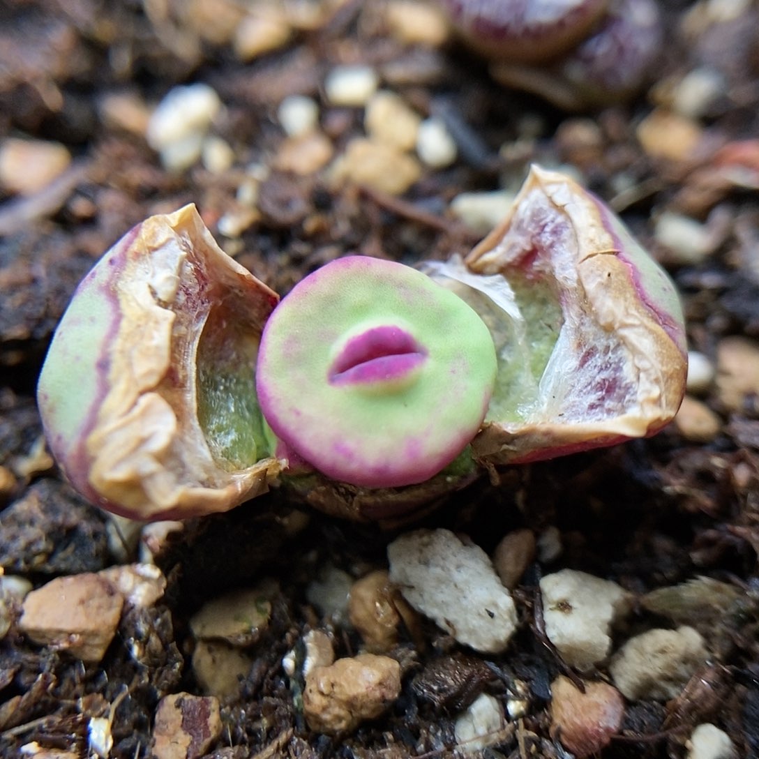 1329嘴特色个体一颗2.5年三头包邮