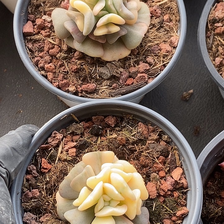 平***姐两颗雪精灵多肉植物