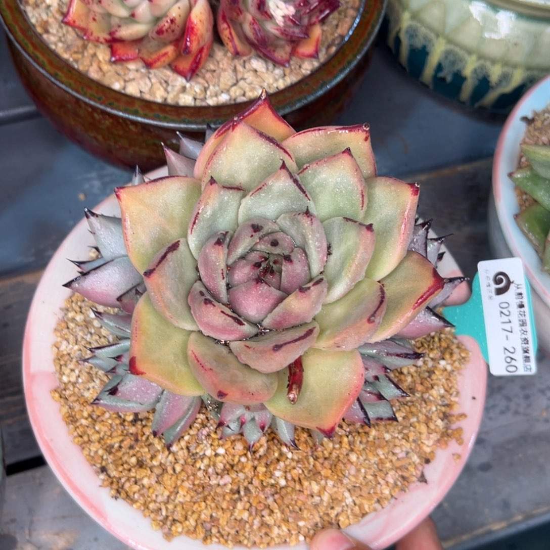 多肉一物一拍0217-260