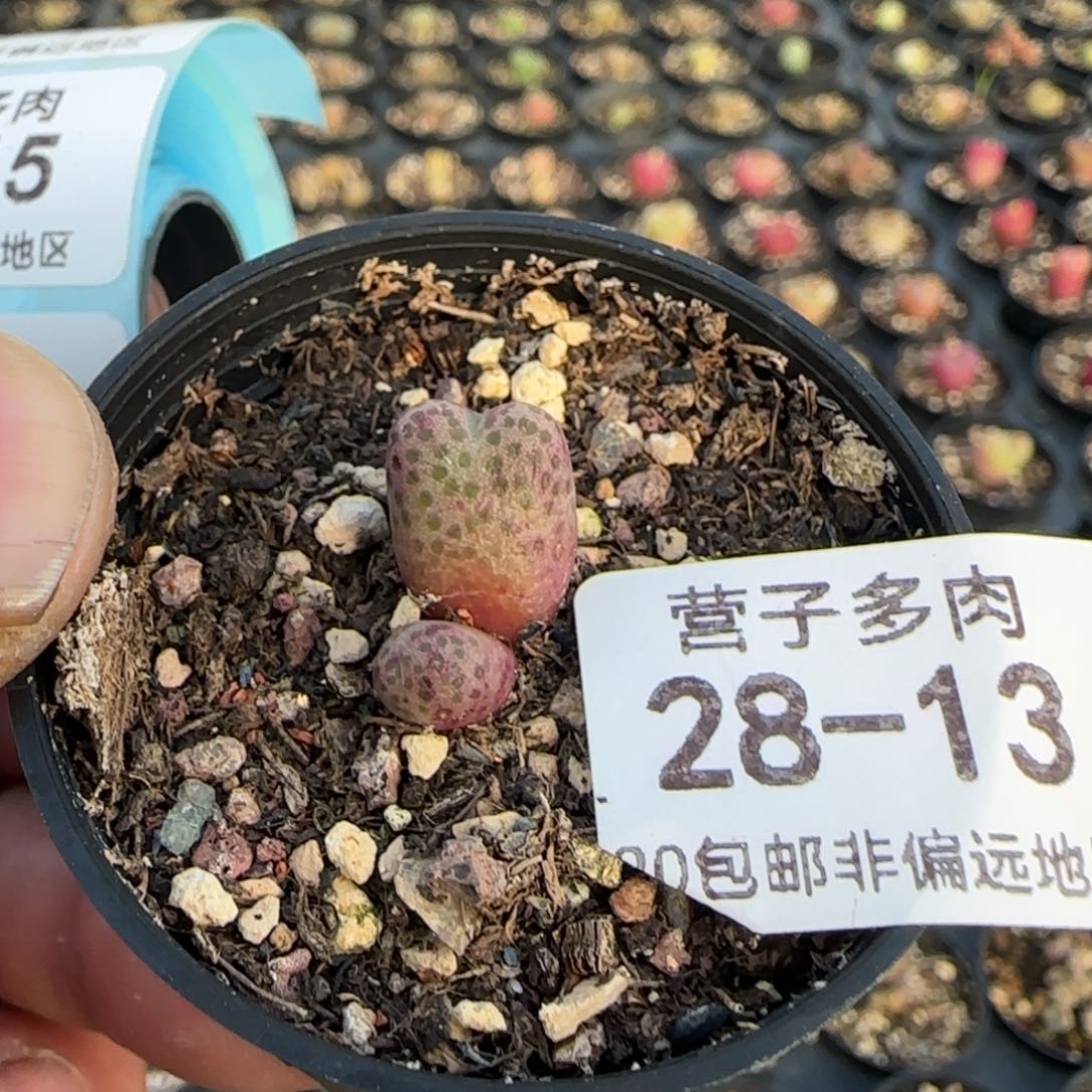 955 带盆土发货。        