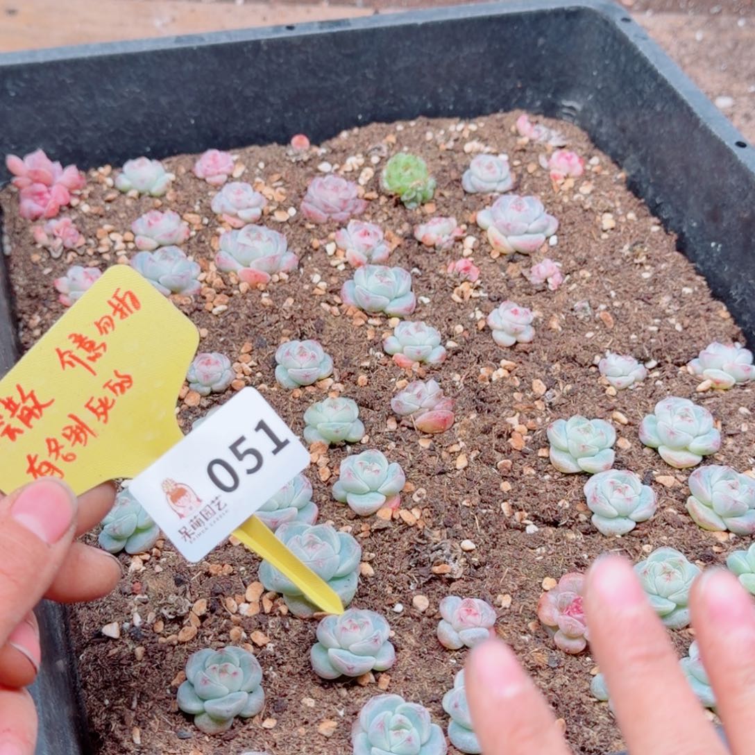 多肉植物多肉植物