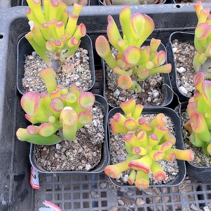 6.5方西财树带盆土