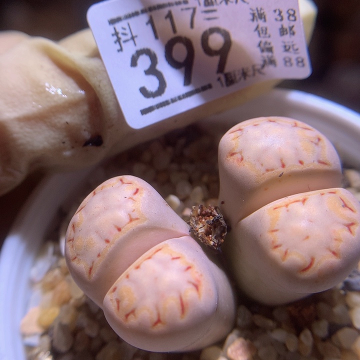 精品生石花117.399