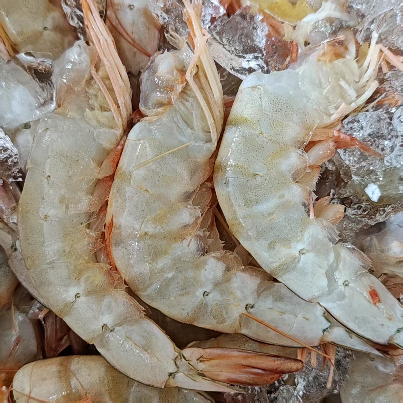 【大号野生去头海虾钱】去头海虾钱虾段 个大味美 有部分断的软皮