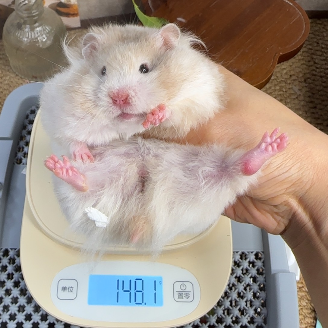 巧波妹妹158g8.08