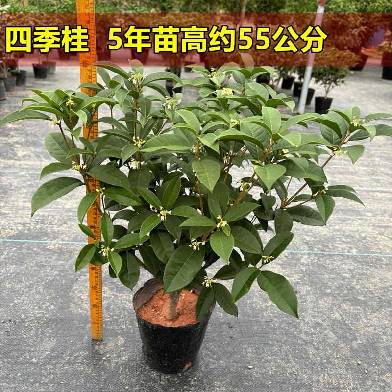 （浓香型四季桂）桂花树苗盆栽室内阳台好养耐寒庭院地栽花卉绿植