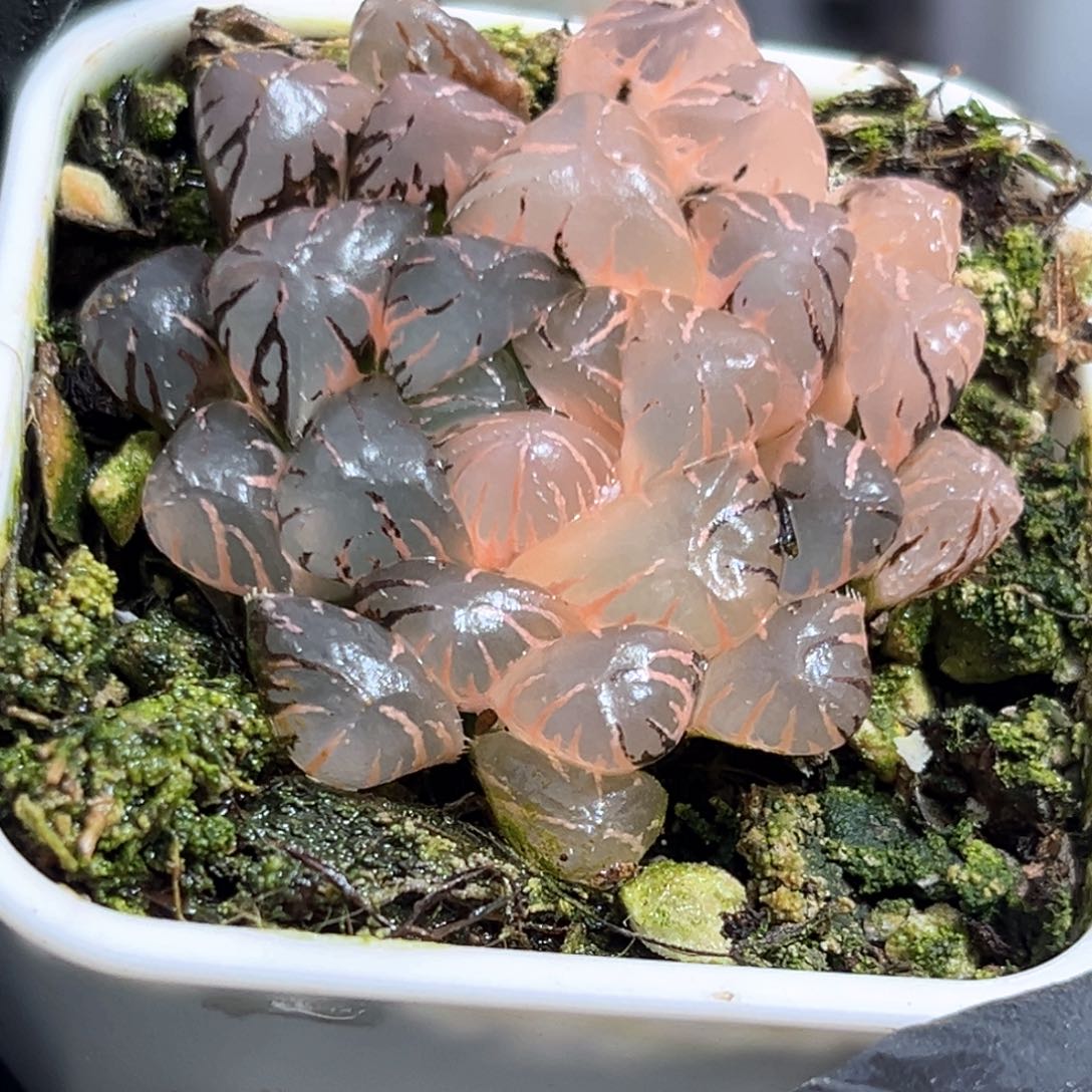 恭喜发财大吉大利630