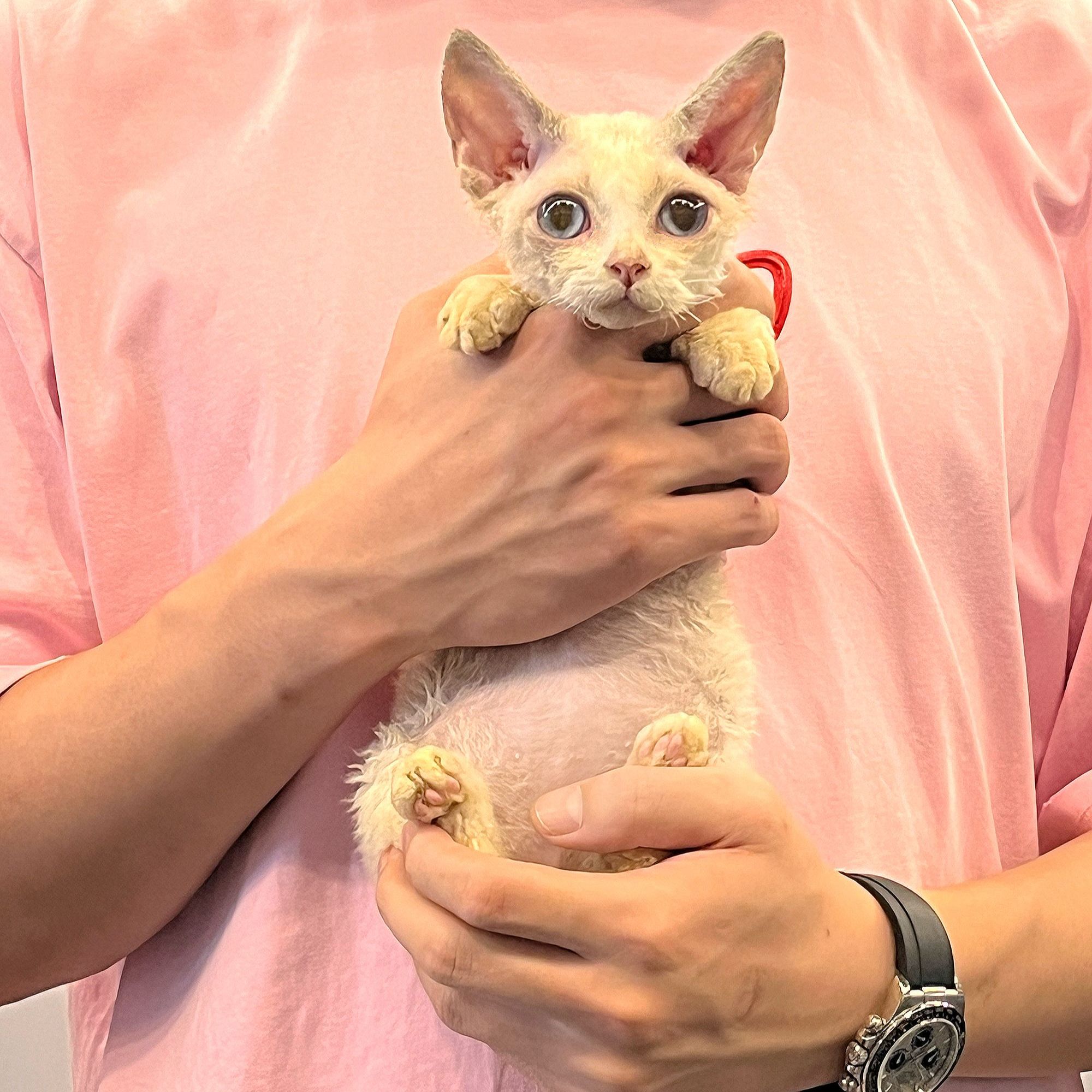 德文卷毛猫活体欧血幼猫海豹双色开脸妹妹