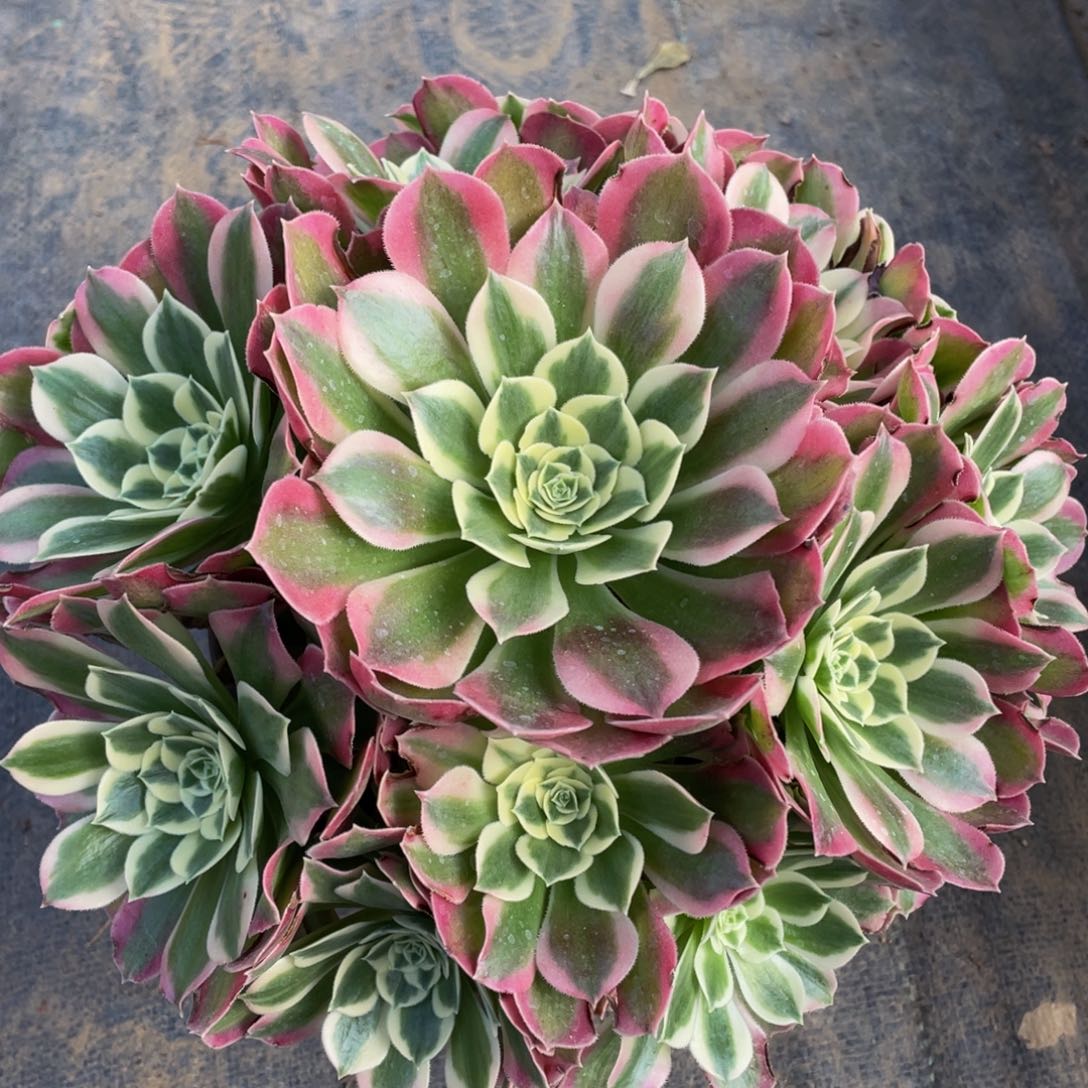 322大白凤精品法师多肉