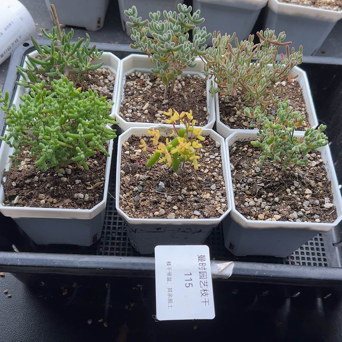 115号枝干新手套餐11,18多肉