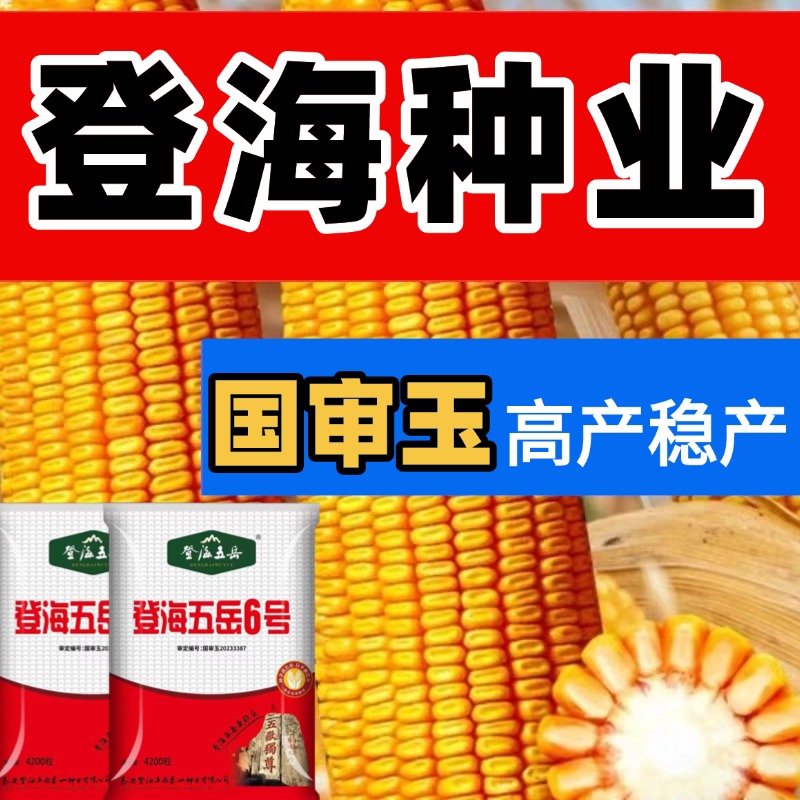 登海五岳6号高产玉米种子国审正品大棒红轴抗病高产玉米品种【李】