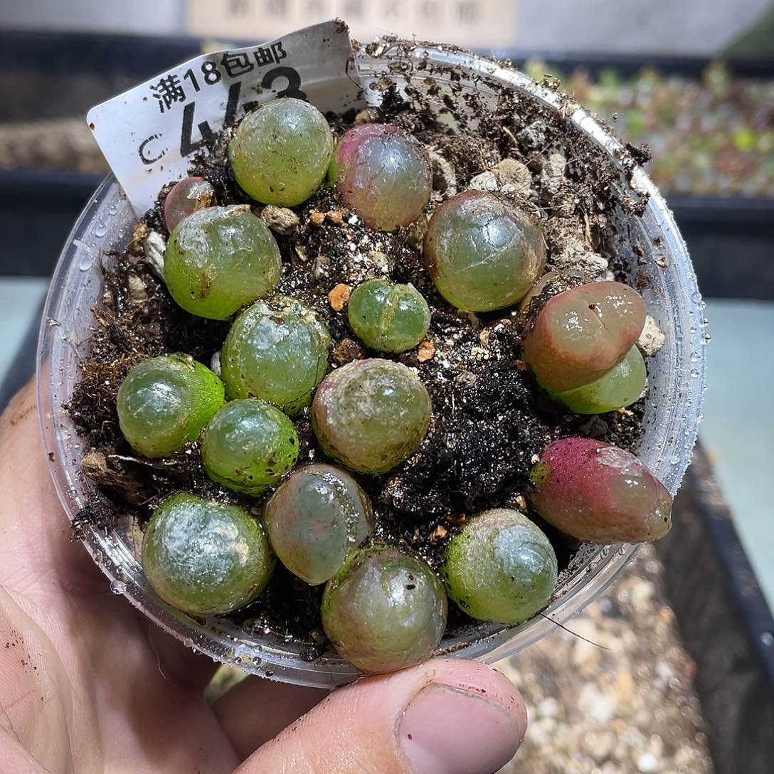 当天凑满十八元包邮443