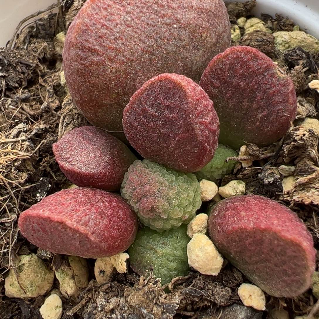 实生新品多肉植物水泡