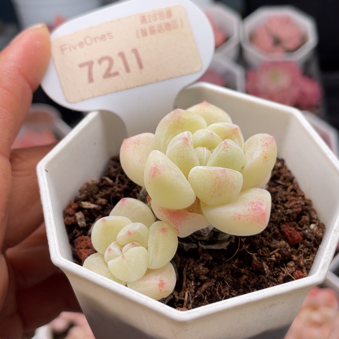 冰玉7211-5.0厘米