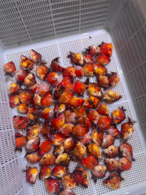 精品亚成泰狮一物一拍L