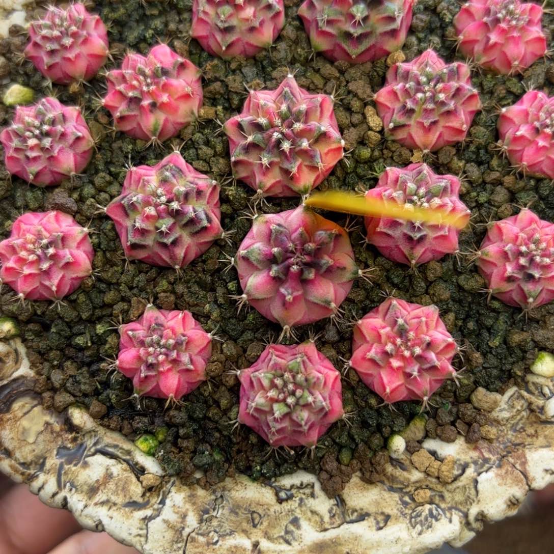 275-1231随机发泰国发货多肉