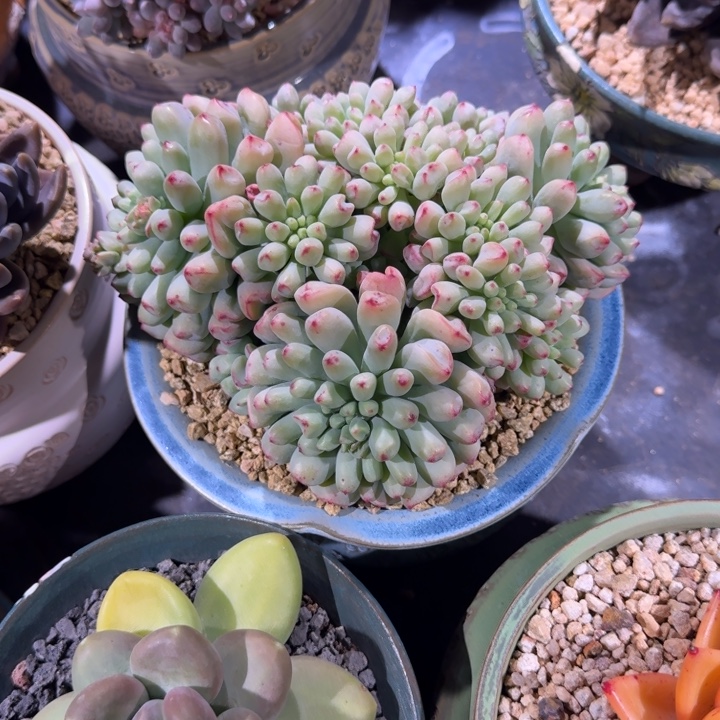 超奶杂交 克拉之心 一物一拍