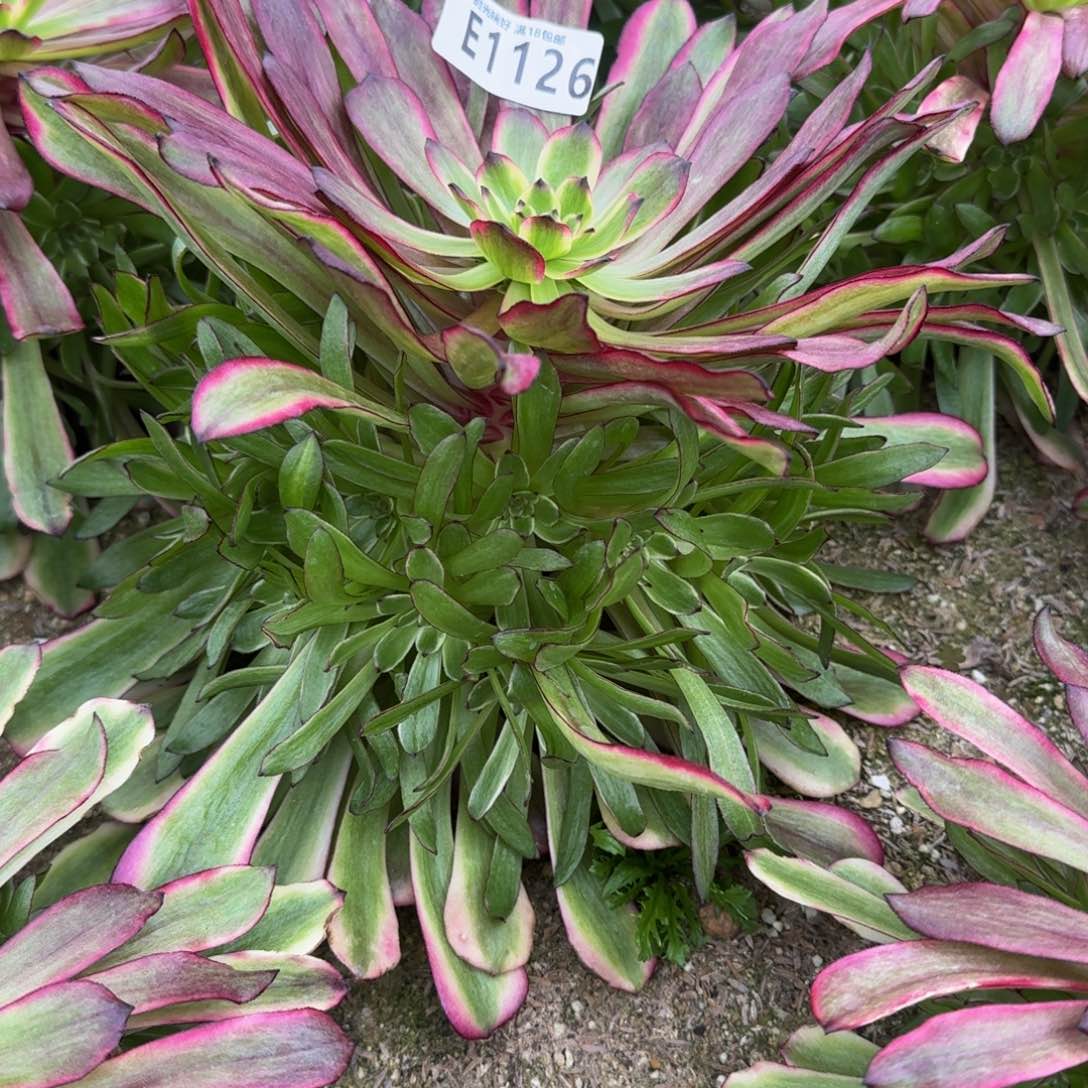 1126美姬多肉植物