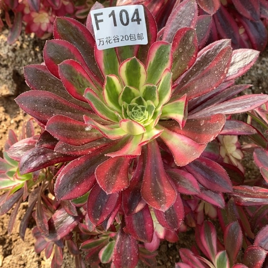 104冰激凌多肉植物