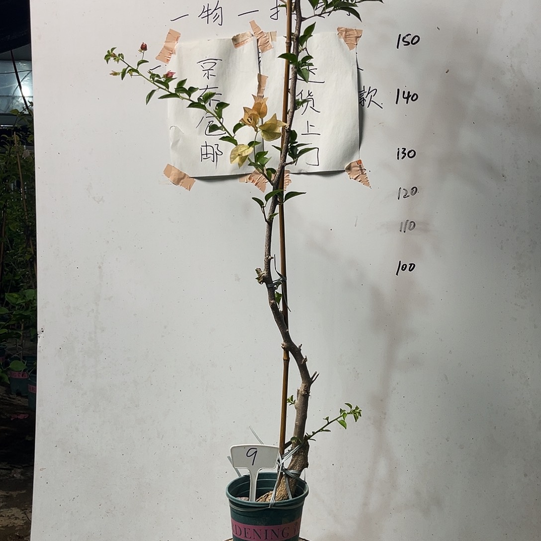 完全开放三角梅三角梅9