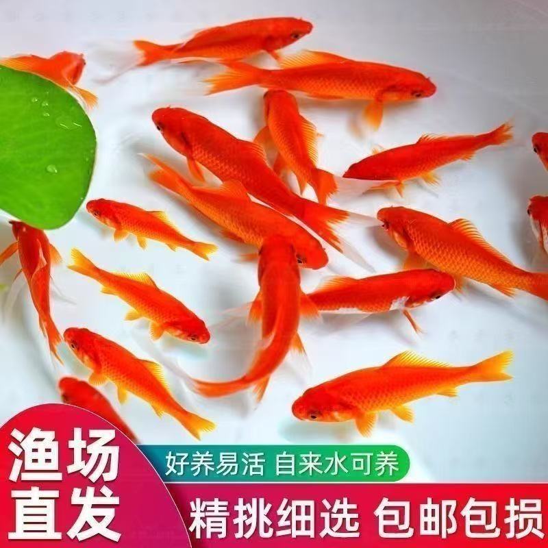 【冷链包邮】6-9厘米9条精品红草金鱼好养耐活冷水金鱼新手养观赏鱼