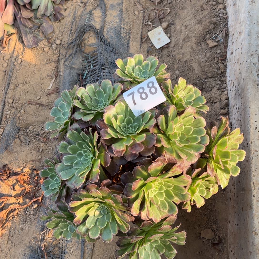 绿体水墨788不包断枝