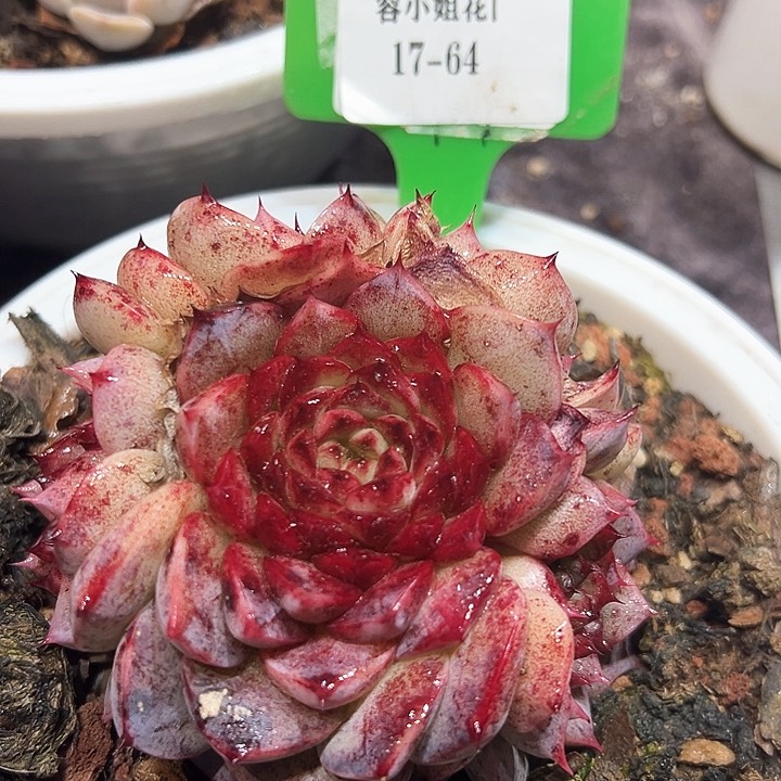 17.64天鹅带盆多肉