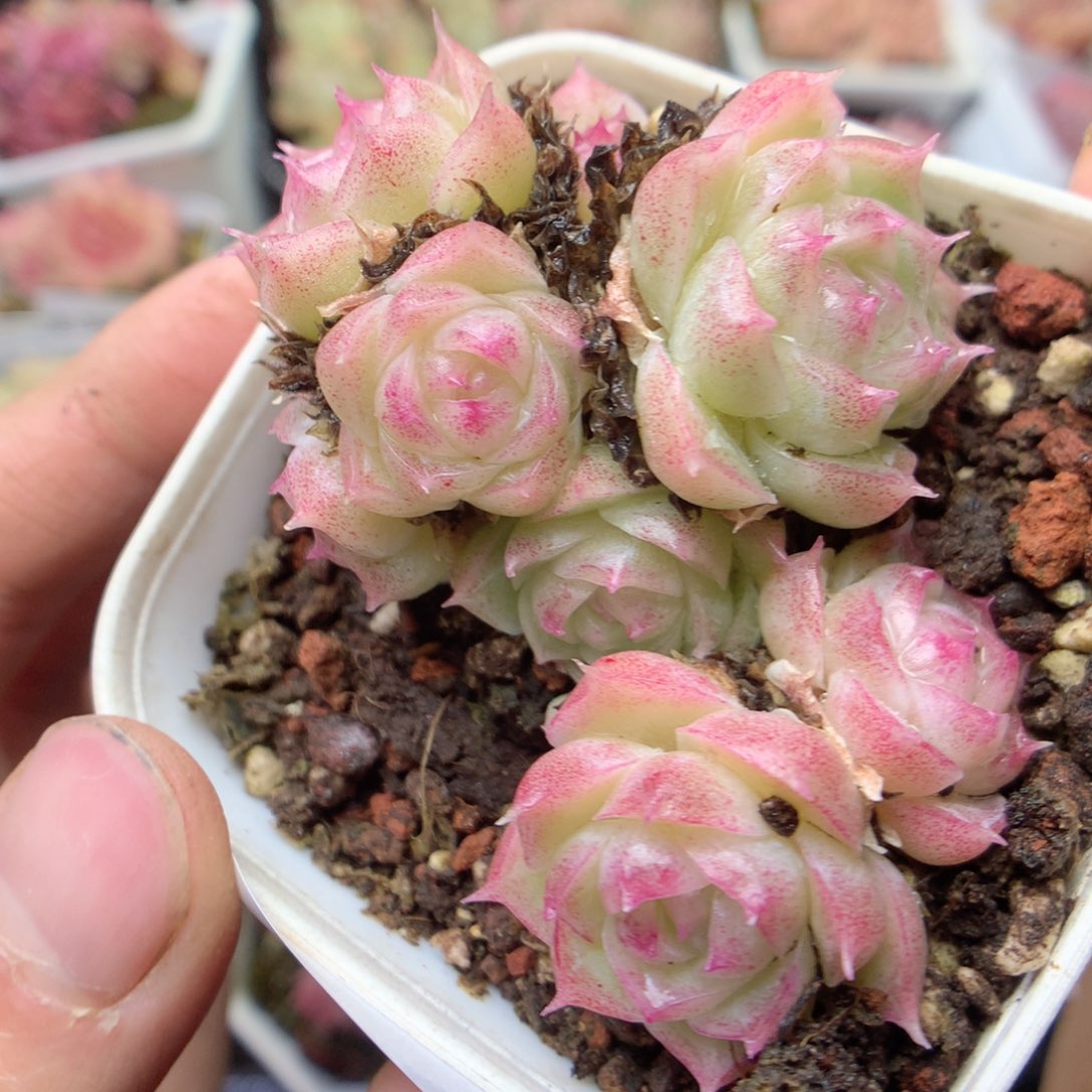 无花朵E54。潘多拉yyyyy