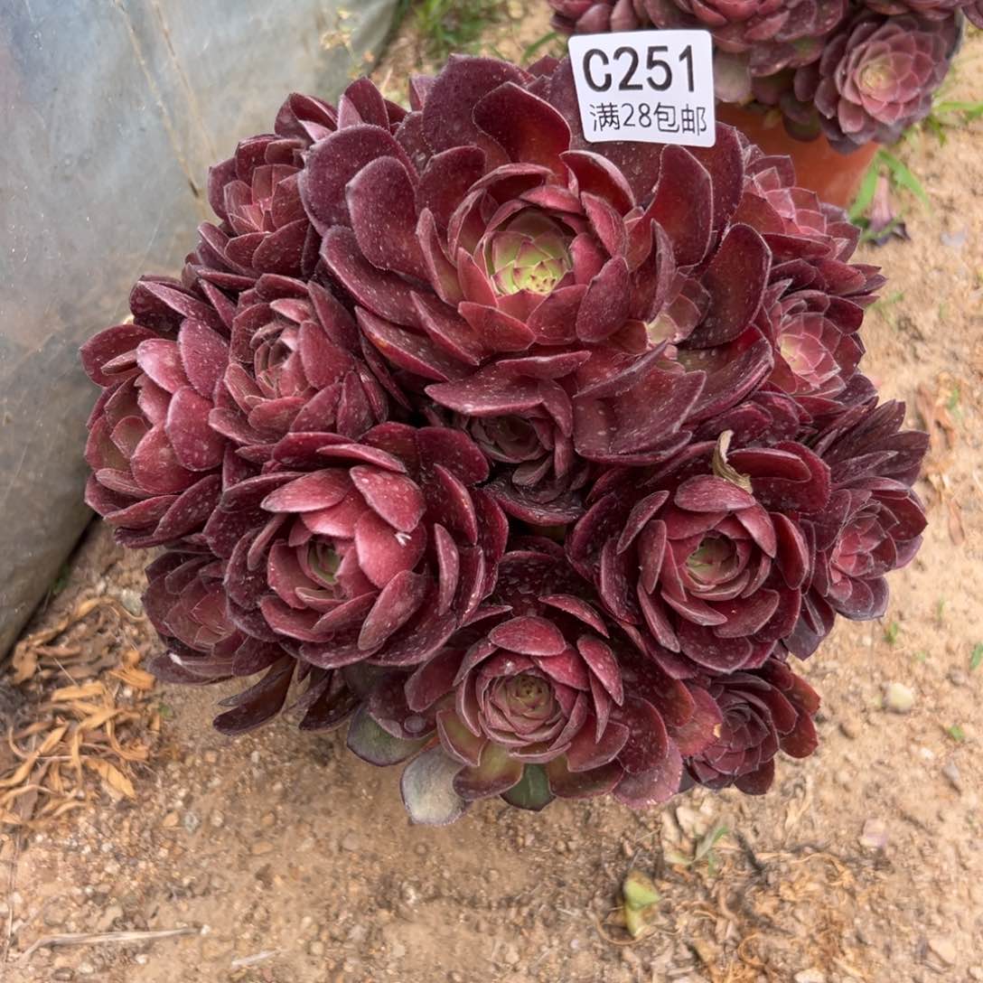 251多肉  桃花石      