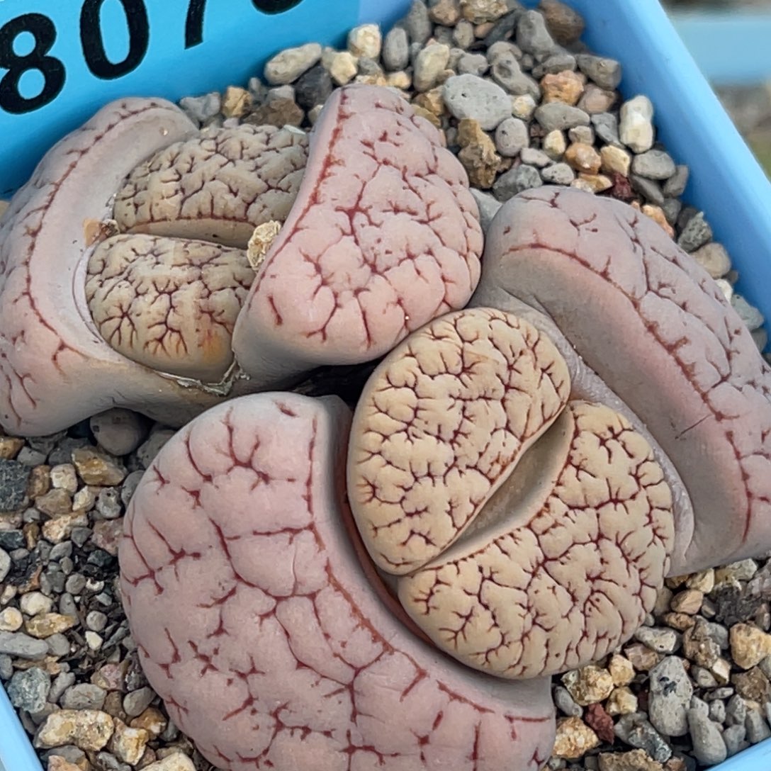 8075双头粉皮红纹189一颗