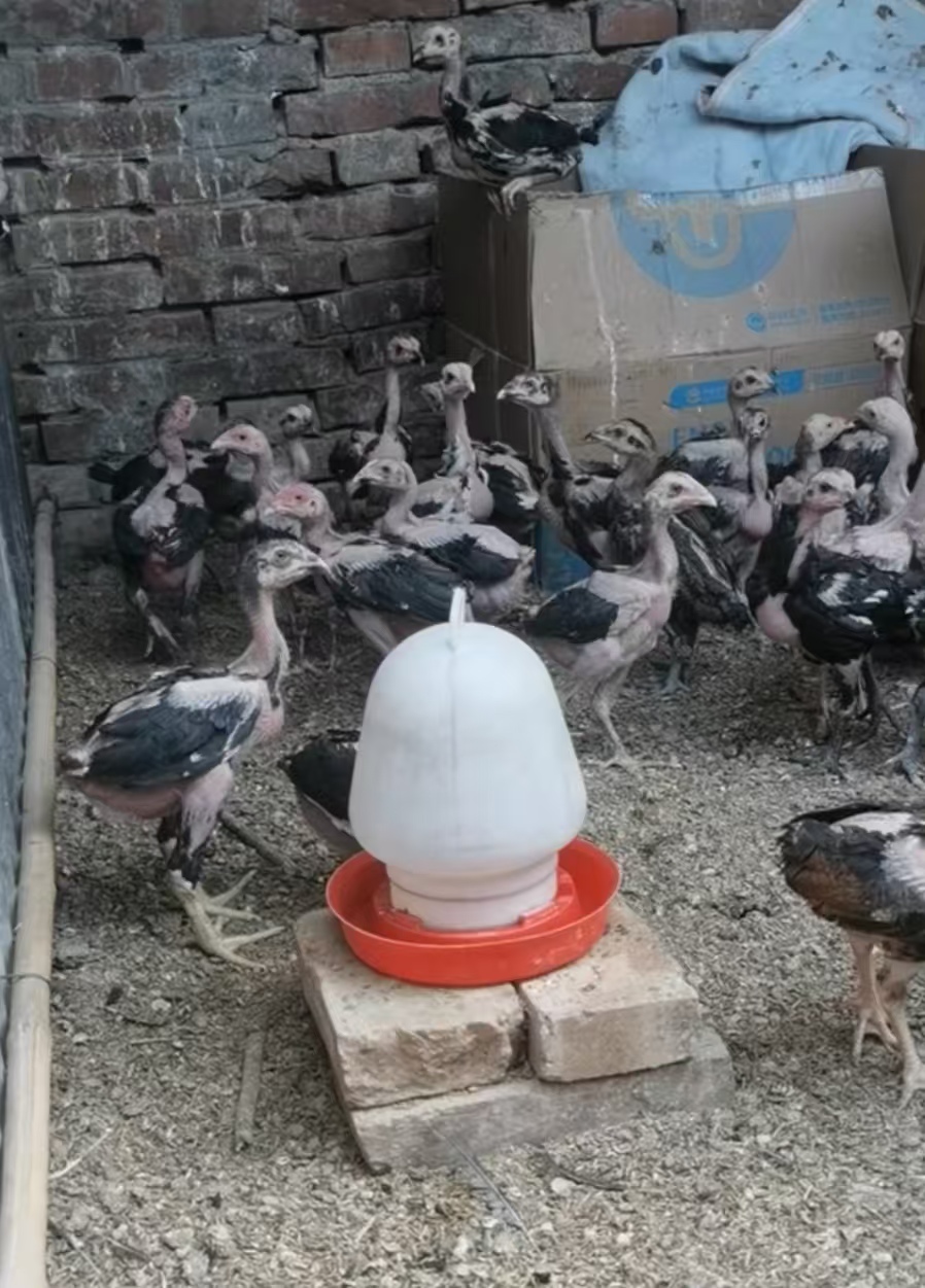 （鬼子斗鸡）大号家禽自动加水器鸡鸭鹅鸽子饮水器食槽水槽