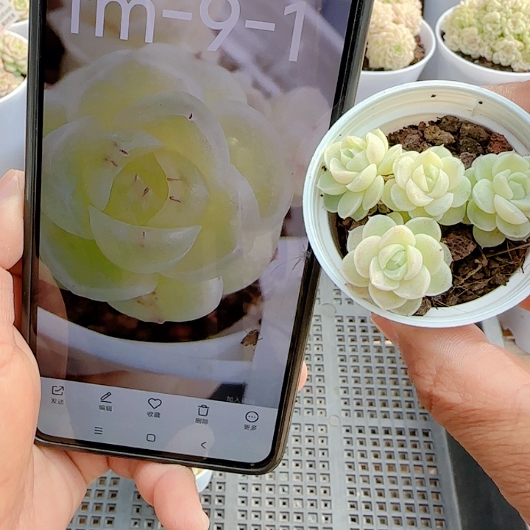 张***)1226-17（fm-9-1）优选