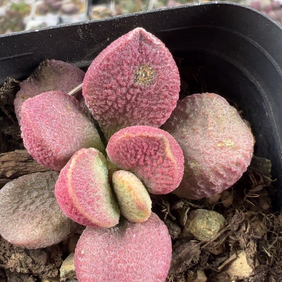 特价有疤夏娃花型单头多肉植物