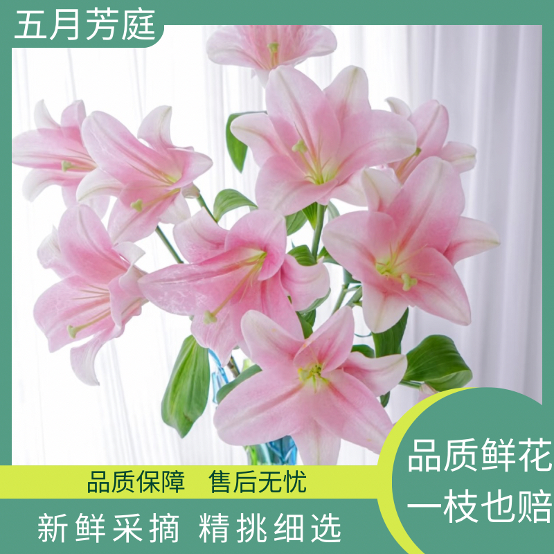 3头【粉铁炮】淡香型单瓣新鲜百合花高级稀缺小众花材