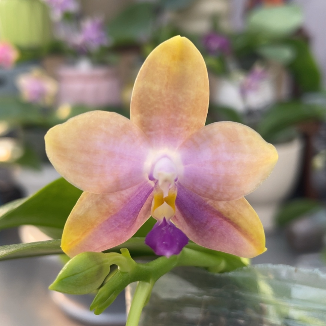 完全开放YW08，2.5杯开花株