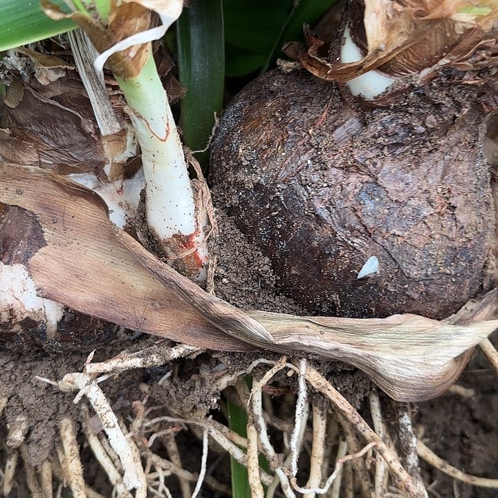 平***园无花朵两颗杂交红色单瓣0913