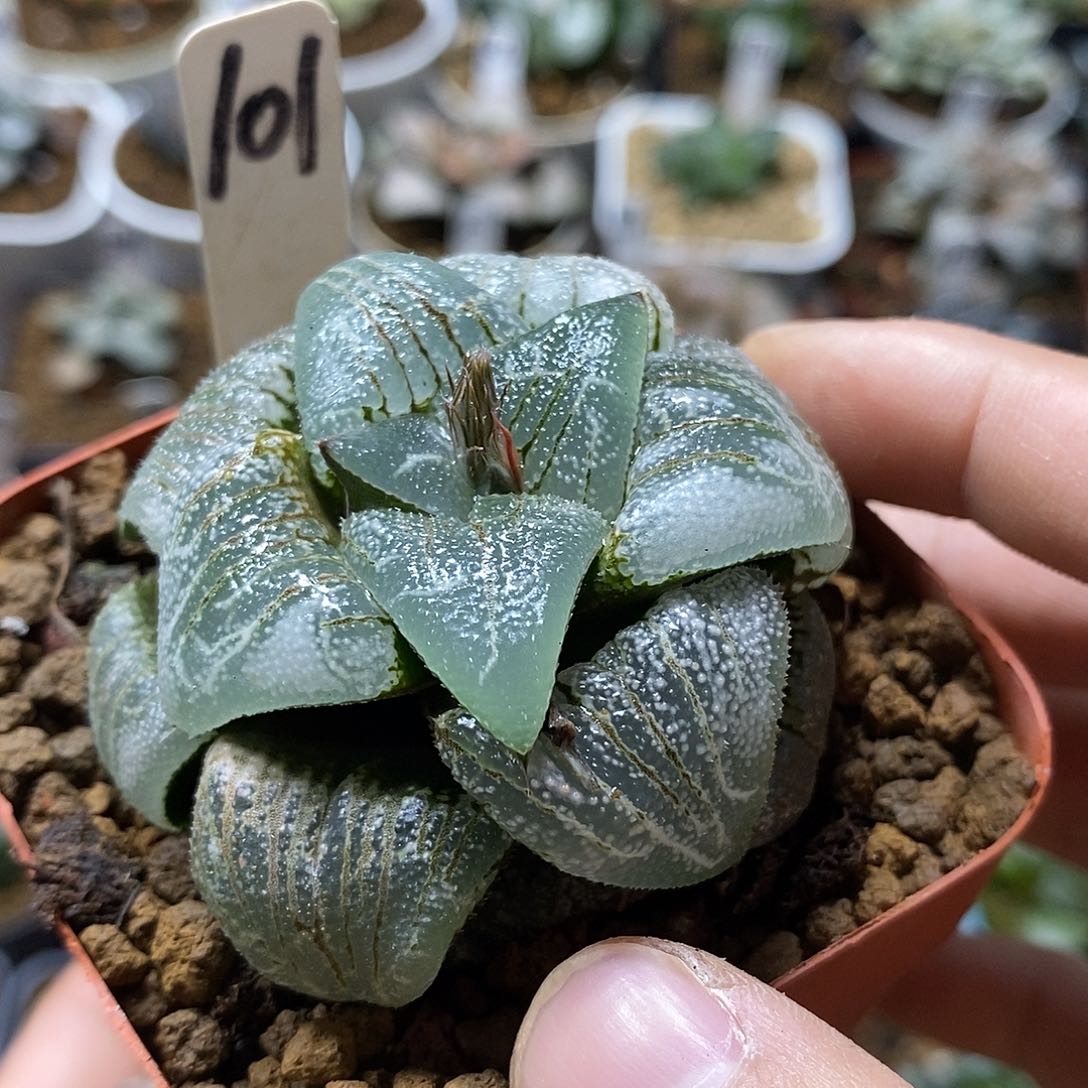 101云遮月克十二多肉