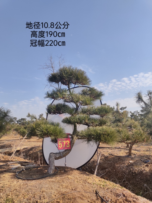 造型黑松包邮仅限江浙沪