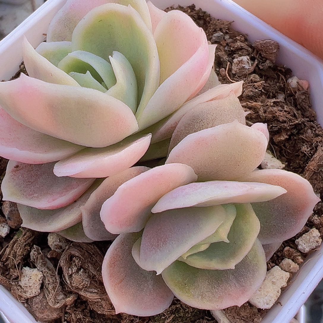 蓝色惊喜锦19包邮多肉植物