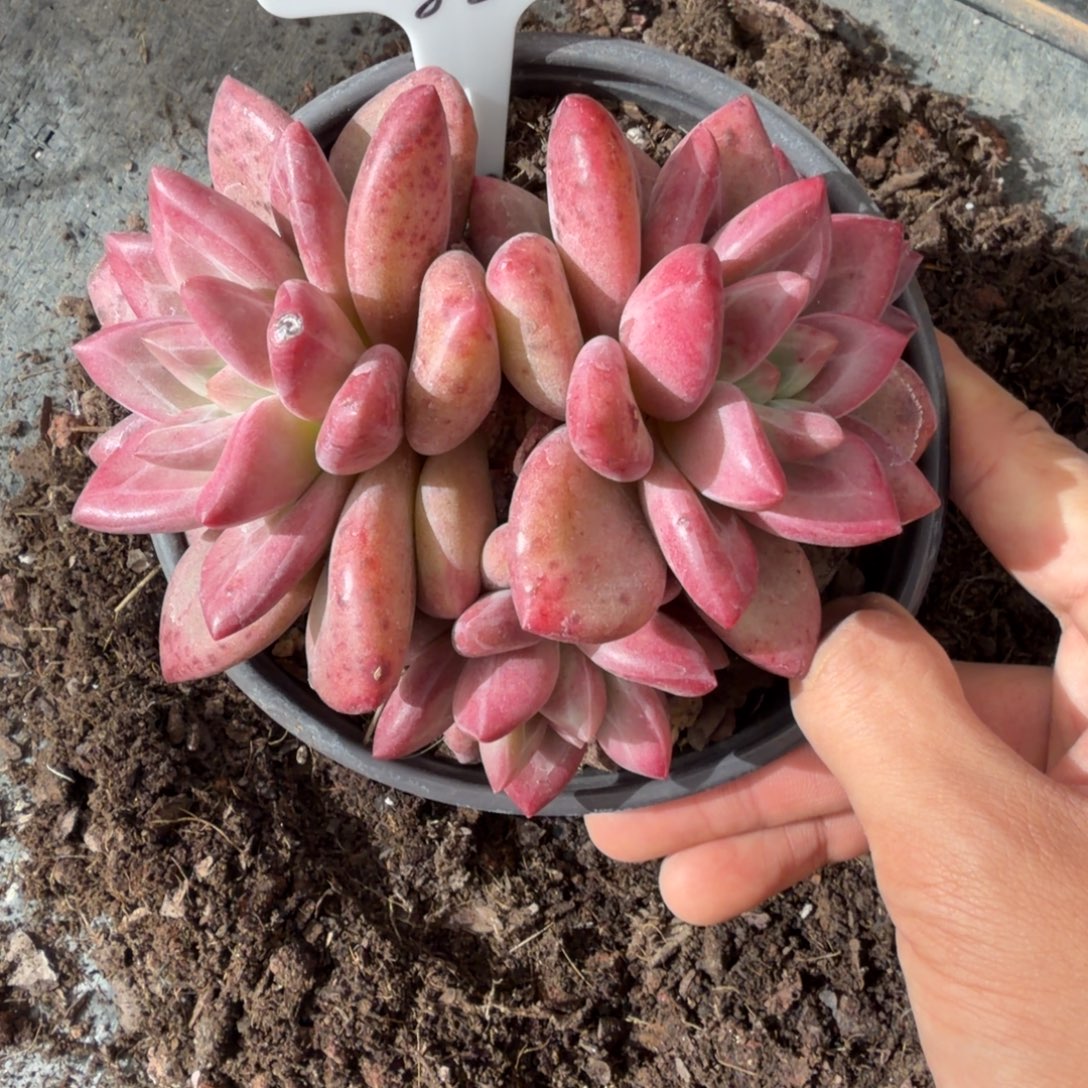 一物一拍赫菲斯托福利款85