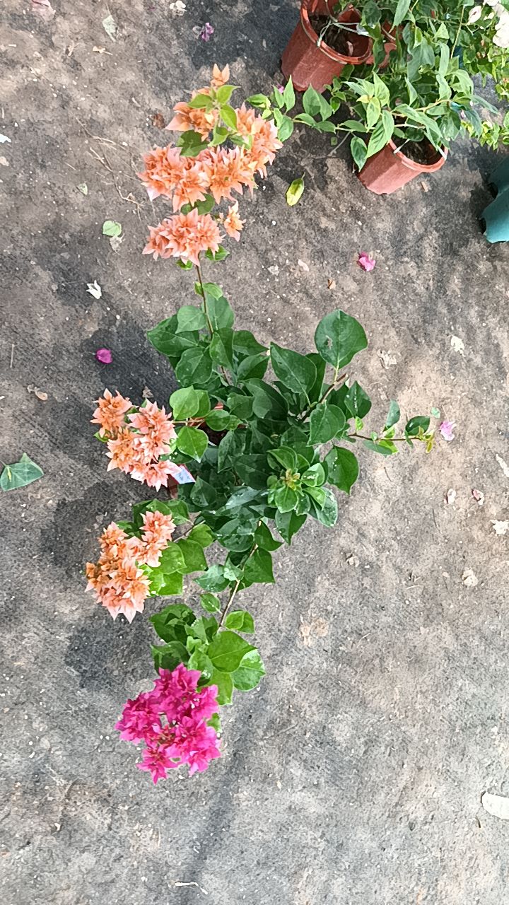 多色三角梅（凤祥三角梅）