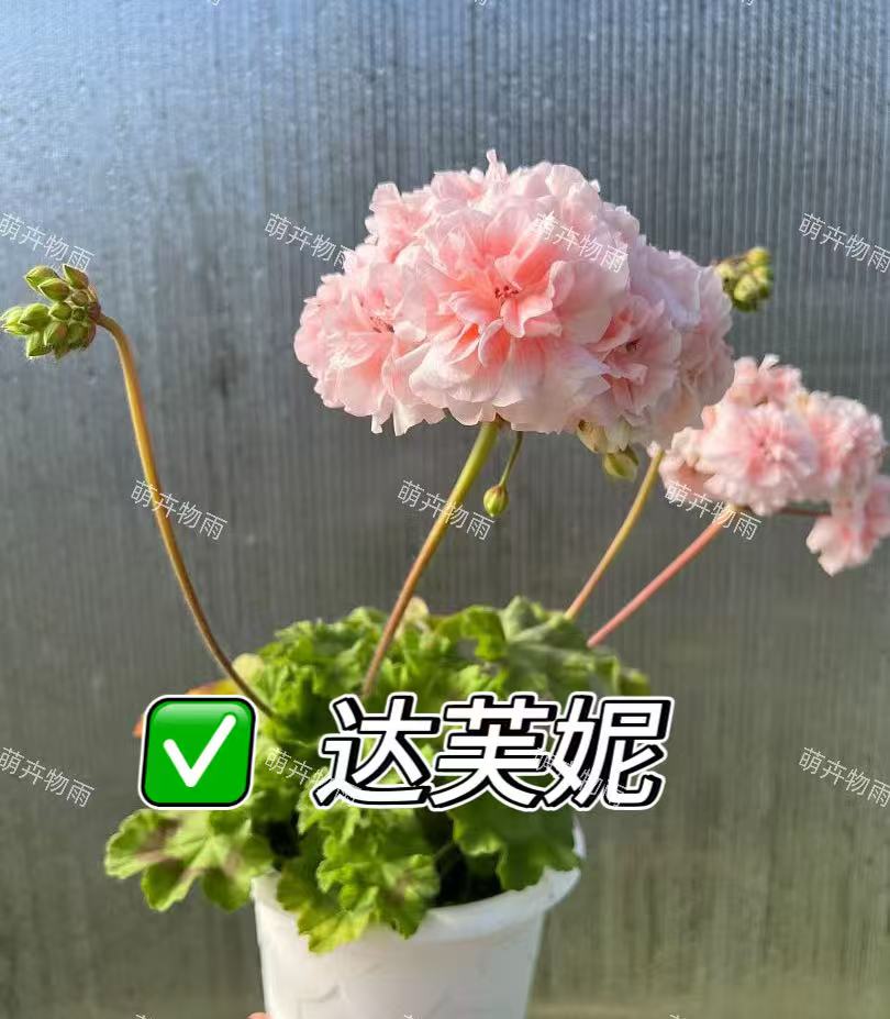 【达芙妮】天竺葵直立重瓣天竺葵阳台花卉四季开花