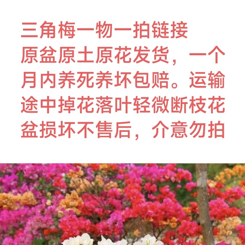 勤花三角梅一物一拍一八